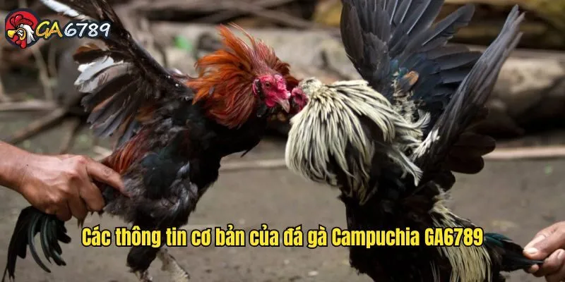 da-ga-campuchia-ga6789-gioi-thieu