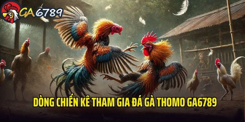 Dòng chiến kê tham gia tranh tài tại đá gà Thomo da-ga-thomo-ga6789-dong-chien-ke